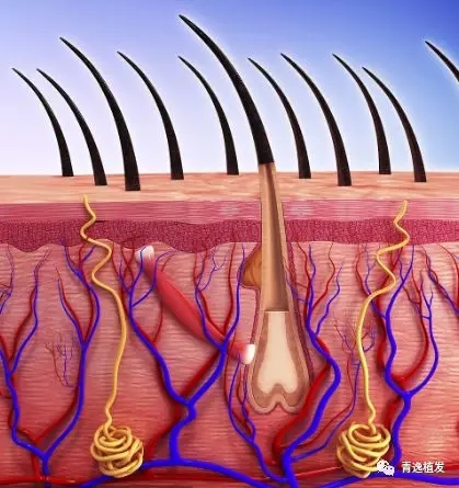 青逸植发专家教您如何快速区别脱发和正常掉发