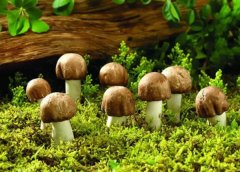  每天食蘑菇可以清除体内的HPV感染?这些预防方法更有效